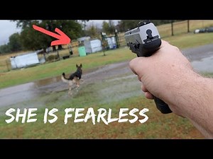 Fearless German Shepherd SAVED MY GOATS From Wild Coyote ATTACK!