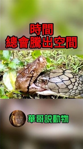 蟒蛇哭了！最強「死亡纏繞」遇上他竟秒變廢鐵？ #animals #wildlife #snake #cobra #華哥説動物