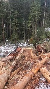 Road’s over there, bud 🪵💥 #cypresscreeklogging #thelastwoodsmen #logging #bcforestry #madill | Cypress Creek Logging