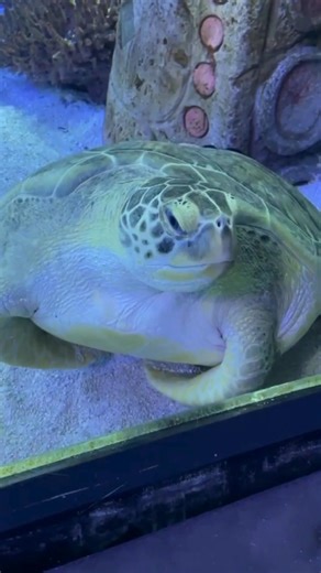 Yawns happen underwater too… it’s turtle-ly exhausting being awesome. 🐢💤 Rest is a key part of sea turtle survival, and Miss Archie has her nap game down. Catch her snoozing in a favorite underwater hangout before she’s back out exploring. Every visit to the Branson Aquarium brings fin-tastic chances to discover marine animals and the behaviors that make them unique! 🌊✨ | Aquarium at the Boardwalk