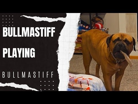 Bullmastiff Playing!