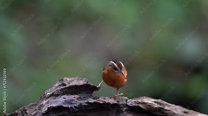 a beautiful Javan black-capped babbler bird with brown feathers is eating termites