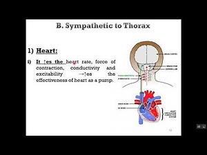 Functions of Sympathetic NS