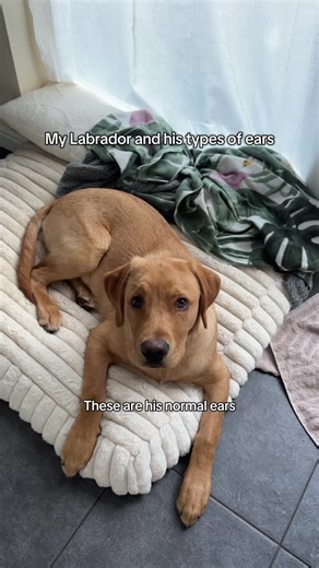 My Labrador's Adorable Ears: A Pictorial Journey