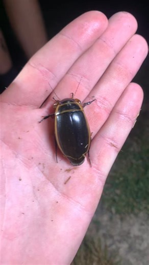 Giant waterbug! Pretty cool, check out how it swims! #sting #Outdoors #fyp #bugs #creepycrawlies #adventure #nature #insects #creepy #exloring | Willrobertsonwildlife | Facebook