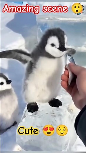 Cutest Baby Penguins Ever 🐧💖 | Viral Penguin Shorts 2025