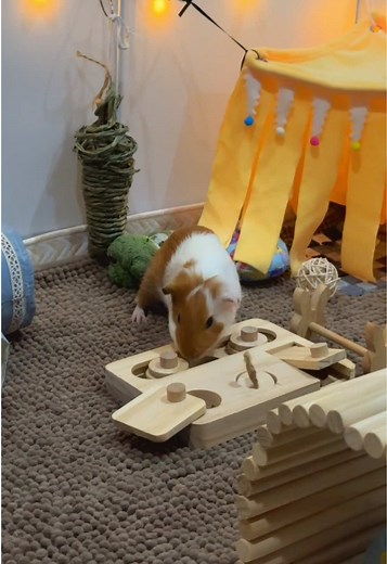 เจ้าหนูชาเย็น: วิธีเลี้ยงหนูตะเภาให้เชื่อง