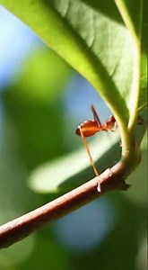 Let's go to see how red ants exist #insects #ihavethisthingwithplants #nature #ants #wildlife #facts