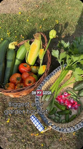 Nina the plant mum 👩‍🌾 on Instagram: "What an emotional rollercoaster of a harvest 🥲 the bugs wouldn’t leave me alone! But it was my biggest harvest yet 😍 I harvested corn, french beans, cucumbers, courgettes, cucamelons, celery, tomatoes, padron peppers, & fuschia flowers! ABUNDANCEEEEE 🌽🥒🍈🍅🫑🌺 #harvest #harvesting #gardenharvest #growyourownfood #kitchengarden"