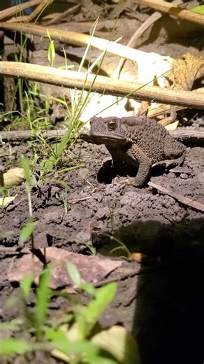 Toad Searching for Food at Night | Peaceful Countryside