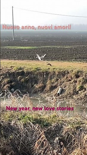 #caccia #birds #nature #waterfowl #hunting #duck #duckhunting #anatra #cacciaalleanatre #birdsounds