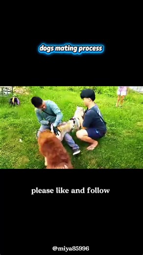 “The Dog Breeding Journey: Step-by-Step Guide for Healthy Puppies” @TikTok #DogBreedingGuide #AmericanDogBreeders #PuppyHealth #DogEducation #PetCareUSA #BreedingSeason #PurebredDogs #DogCommunityUSA #PuppyBreeders #CanineHealth