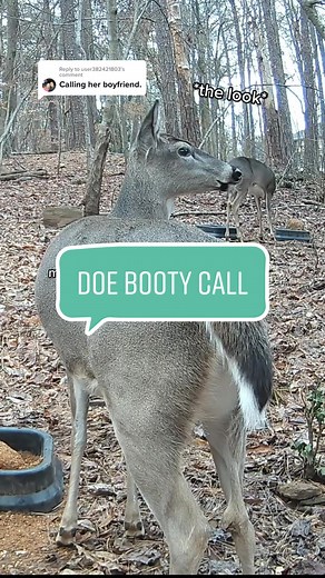 Deer Lady Natty T on TikTok