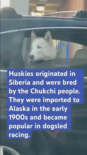 Explore the Fascinating History of Siberian Huskies