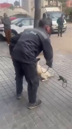 Heart-breaking footage shows terrified dogs being rounded up for mass slaughter in Morocco ahead of the 2030 World Cup,municipal workers in Marrakesh use clamp-like devices to pin screaming animals to the ground, drag them by the neck and hurl them into trucks as they howl in agony,others are snared with catcher poles wrapped tight around their throats and shoved into vans during brutal clean-up operations,thousands more are simply shot or poisoned with the killings surging since Morocco won co-