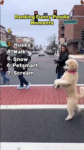 Funny Poodle Moments