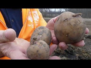 Planting potatoes | On the ground | Under hay | NO TILL NO DIG