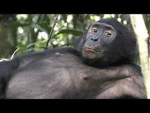 Fetal Movement of Wild Bonobo!