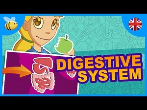 Your Body - The Digestive System - What's Digestion