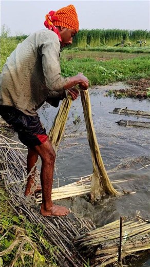 High Jute Prices! Farmers Rush to Strip Jute Fiber Early Morning #shorts