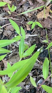 ️ Did you just see a ghost?! Meet the elusive Garden Ghost Spider,...