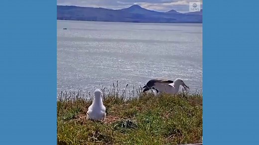 Crash landing for seabird