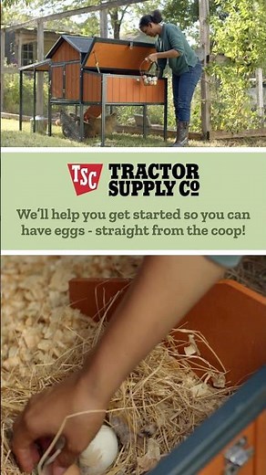 Tractor Supply Chick Days are Back