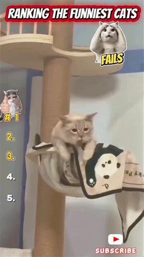 Ranking the Funniest Cats Fails 😹