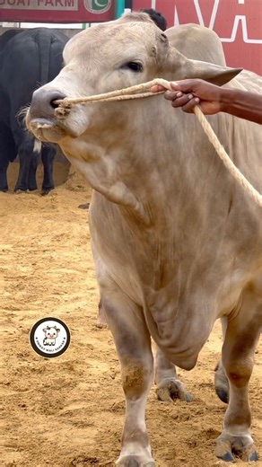 cuteness overload || maweshi mandi #cow #cattlefarm #animals