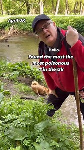 Hemlock Water Dropwort is highly poisonous when ingested #poisonousplant #plants #wildflowers #garden #gardening | Dave The Plantman