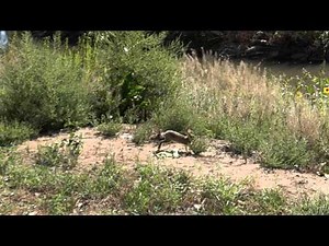 Rabbit Running Super Slow Motion