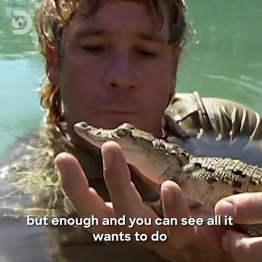 147K views · 142 shares | It doesn't get better than this. Here's Steve Irwin, simply being a legend. ‍♂️ | Discovery Channel UK | Facebook