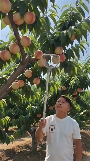 Amazing Peach Harvesting Technique | Fresh Peaches Picked Directly From the Tree | Farming #shorts