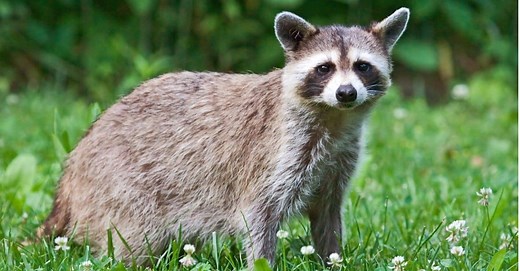 Are Raccoons Rodents?
