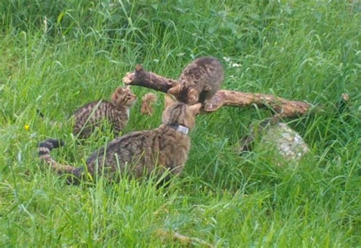 WATCH: Huge breakthrough in bid to save the Scottish Wildcat