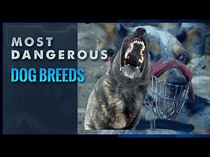 The 10 Most Dangerous Dog Breeds - Be Careful!
