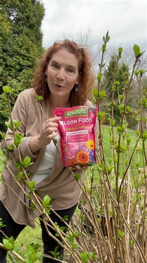 Time to feed the hydrangea!! #hydrangea #bloom #fertilizer #perennials #spring #feedtheplants #lifeatthenest | Life at the Nest