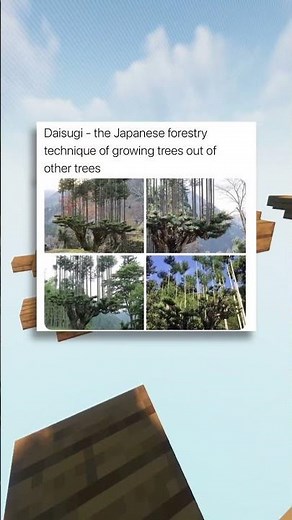 Japanese forestry technique 🌲