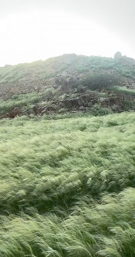 Beautiful Green Grass Field Swaying in the Breeze