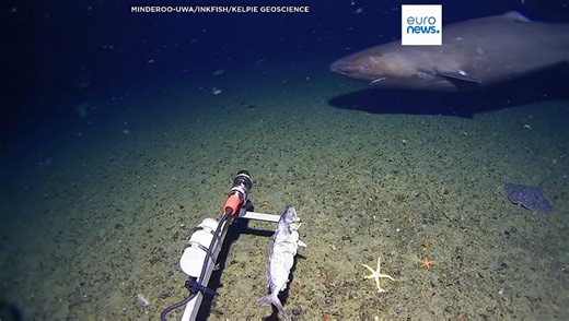 Sleeper shark filmed for first time in Antarctica’s near-freezing deep waters