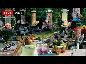 🔴LIVE 4K Cottage Garden Bird Feeder: Cardinals, Woodpeckers, Song Birds, Bees, and Flowers