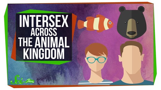 Intersex across the animal kingdom