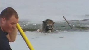 3.1K views · 46 reactions | I still believe in human beings | Amazing Videos | Facebook