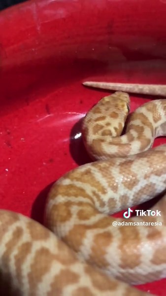 Snek Stimson Python Morph: A Reptile Boop Experience