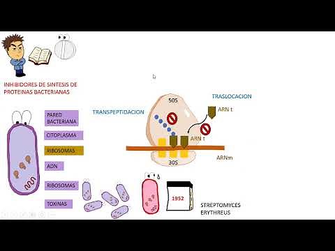Antibiotics: MACROLIDES