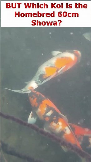 From Egg to 60cm SHOWA; UK Homebred koi in 2 Years! #Koi Breeding