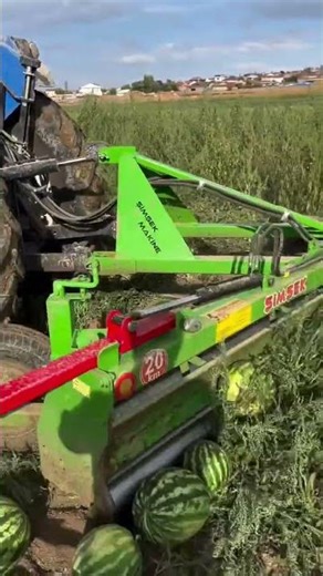 Amazing Watermelon Harvesting Tractor Modern Agriculture Machine in Action