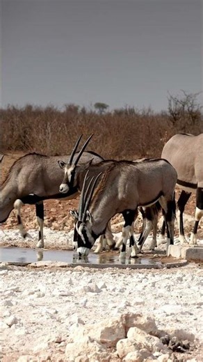 Oryx in Etosha National Park, Namibia.