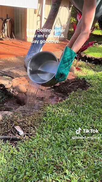 The best way to get rid of ants. #garden #ants #yardwork | Ant Colony