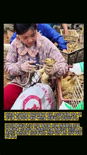 초기 감염병 예방을 위한 가금류 대량 방역 및 백신 투여 기술 #professional #skills #veterinary #biosecurity #prevention #防疫